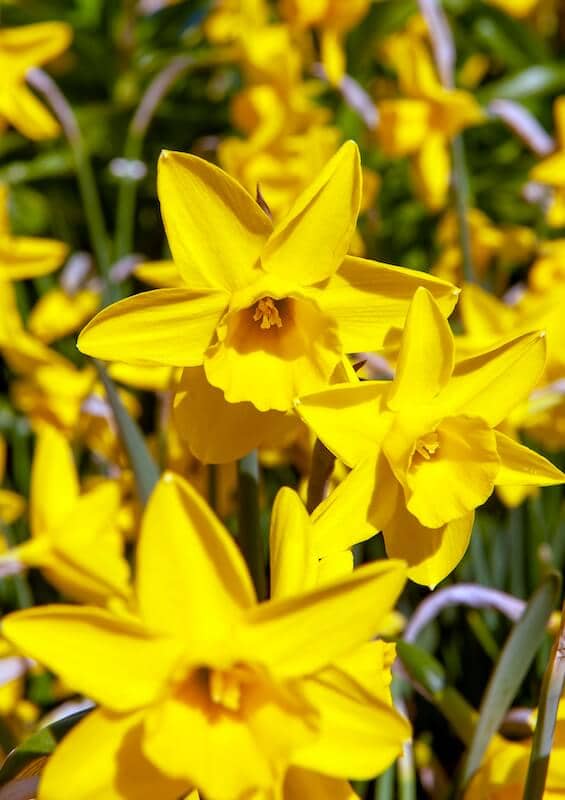 Narcissus Sweetness Fragrant Yellow Flowers Narcissus Sweetness Fragrant Yellow Flowers