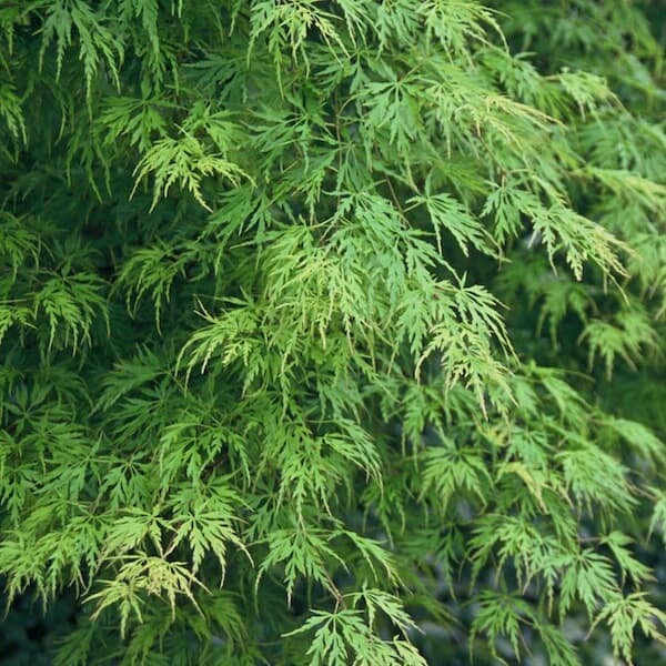 Acer palmatum Seiryu Delicate Leaves Acer palmatum Seiryu Delicate Leaves