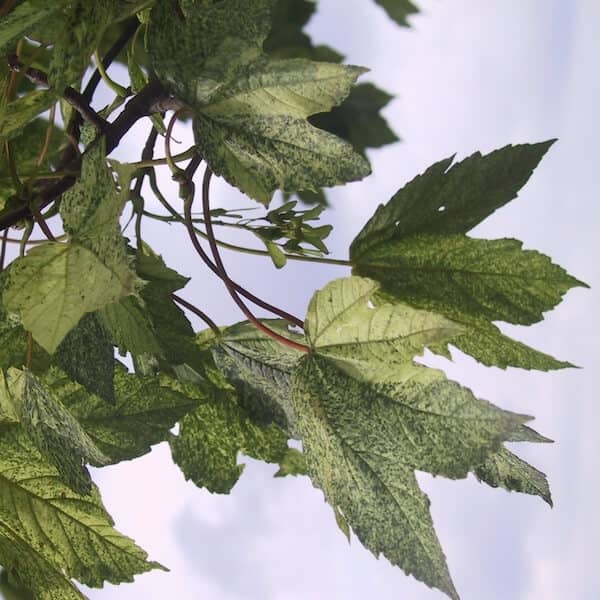 Acer pseudoplatanus Leopoldii Variegated Foliage Close Up Acer pseudoplatanus Leopoldii Variegated Foliage Close Up
