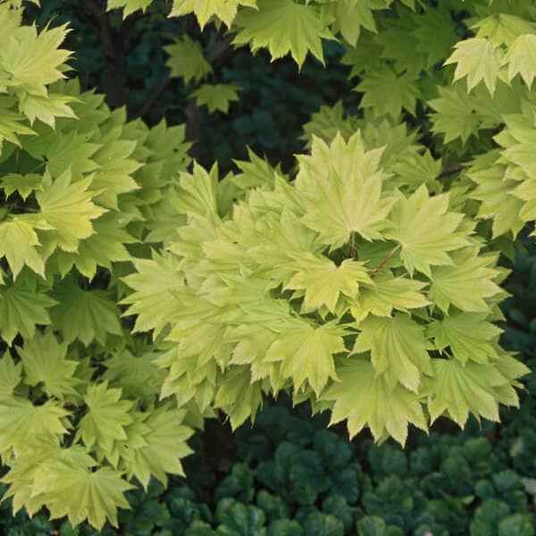Acer shirasawanum Aureum Foliage Close Up Acer shirasawanum Aureum Foliage Close Up