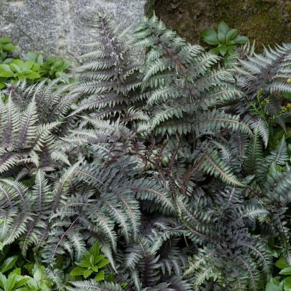 Athyrium niponicum var. pictum growing with Pachysandra