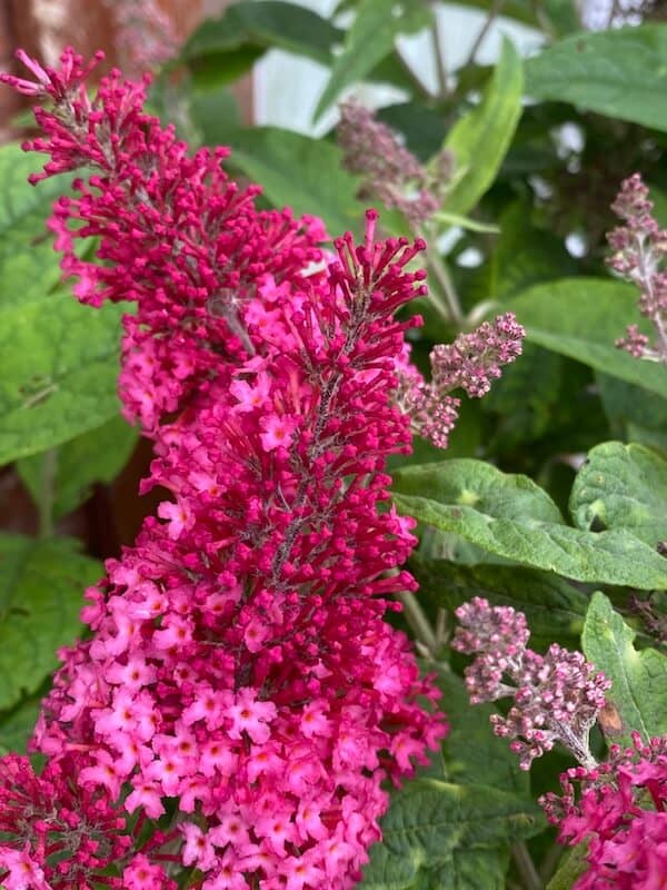 Buddleja davidii Butterfly Candy Little Ruby Flowers Buddleja Little Ruby Flowers