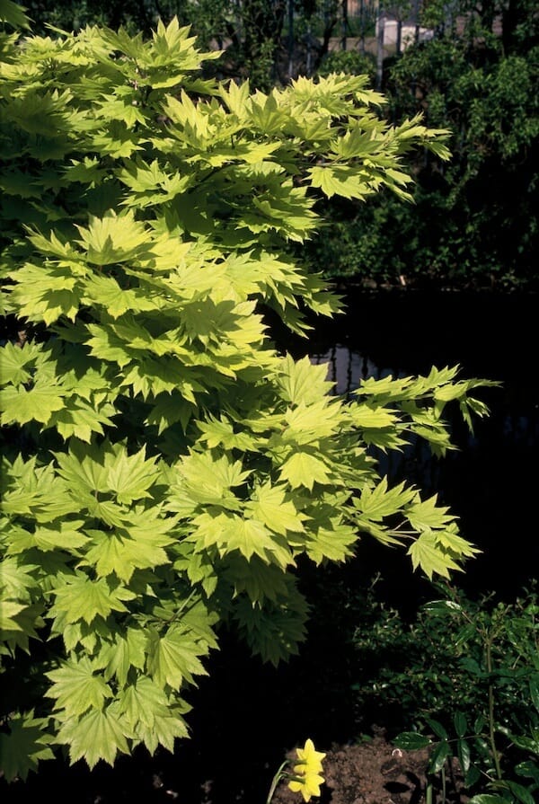 Acer shirasawanum Aureum Golden Foliage Acer shirasawanum Aureum Golden Foliage