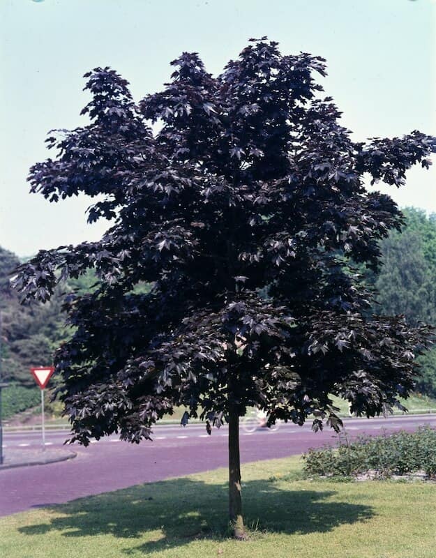 Acer platanoides Crimson King Mature Specimen