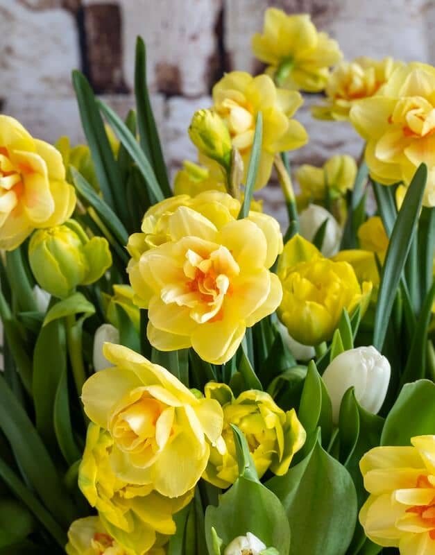 Narcissus Tahiti Multiple Double Flowers Narcissus Tahiti