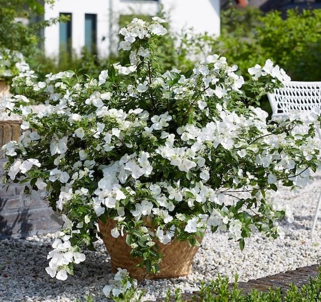 Hydrangea Runaway Bride Flowering In A Pot Cropped Hydrangea Runaway Bride