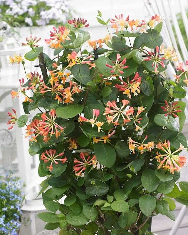 Lonicera Celestial Flowering in a Pot Lonicera Celestial Flowering in a Pot