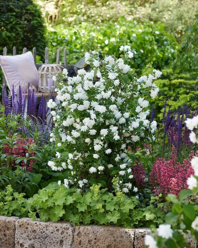 Philadelphus Pearls of Perfume in the Garden Philadelphus Pearls of Perfume in the Garden