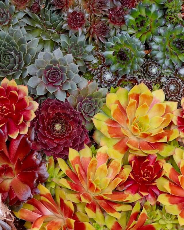 Sempervivum Chick Charms Growing Together Sempervivum Chick Charms Growing Together