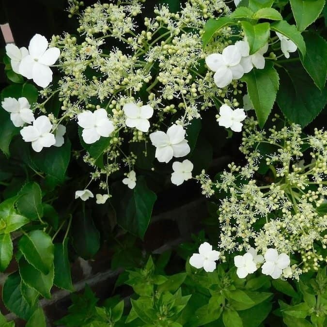 Hydrangea petiolaris Flowering