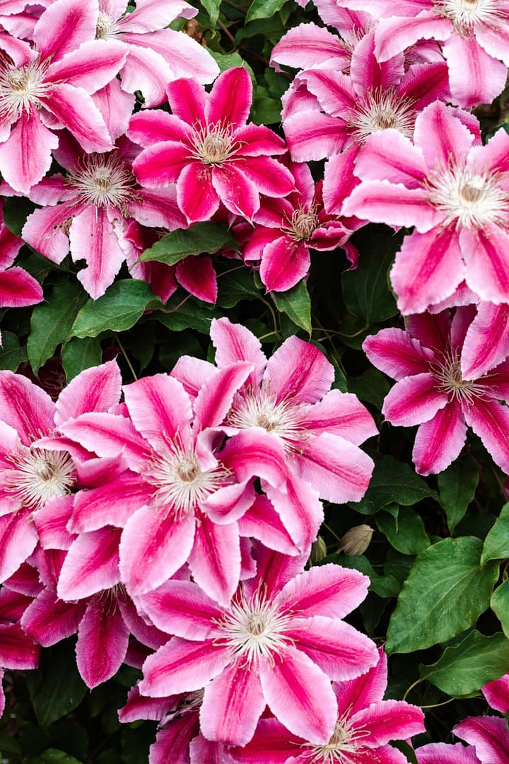 Clematis Bees Jubilee