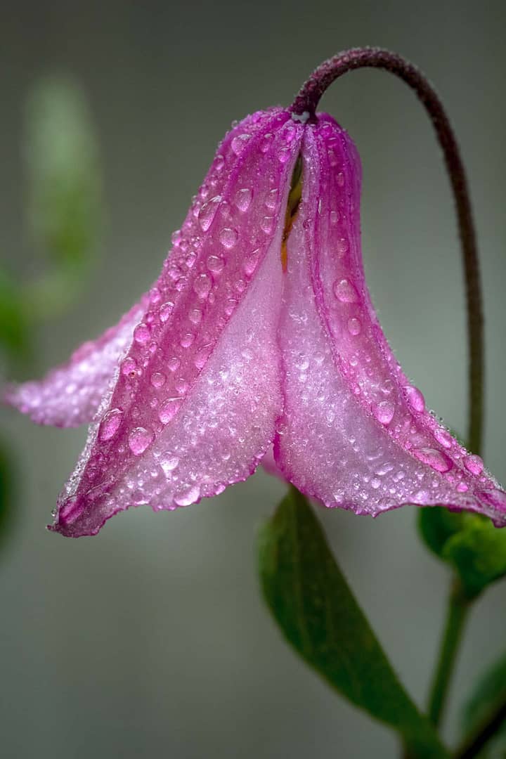 Clematis texensis 'Etoile Rose'