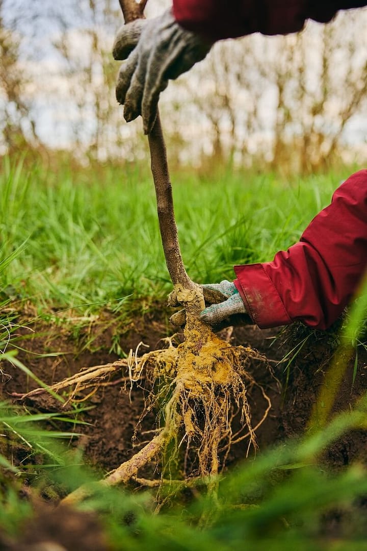 Planting a Bare Root Apple Tree Planting a Bare Root Apple Tree