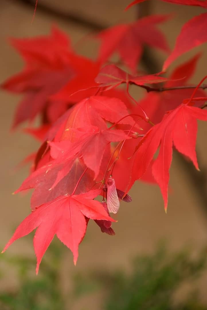 Acer palmatum Osakazuki Red Foliage and Fruit
