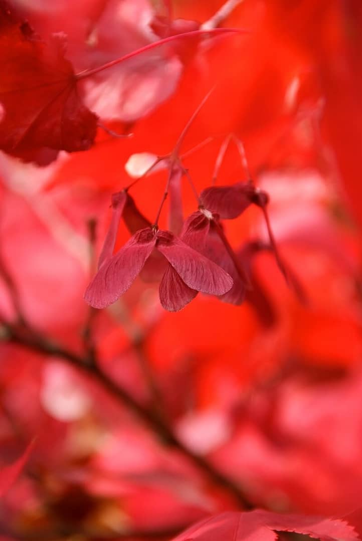 Acer palmatum Osakazuki Red Fruit and Foliage in the Autumn