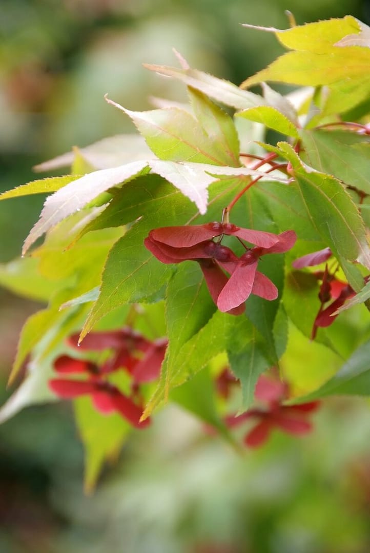 Acer palmatum Osakazuki Red Fruit