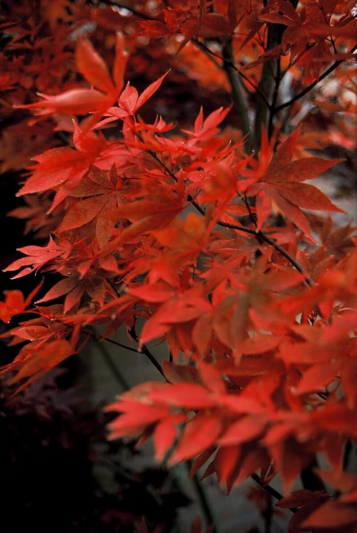 Acer palmatum Osakazuki Red Autumn Foliage
