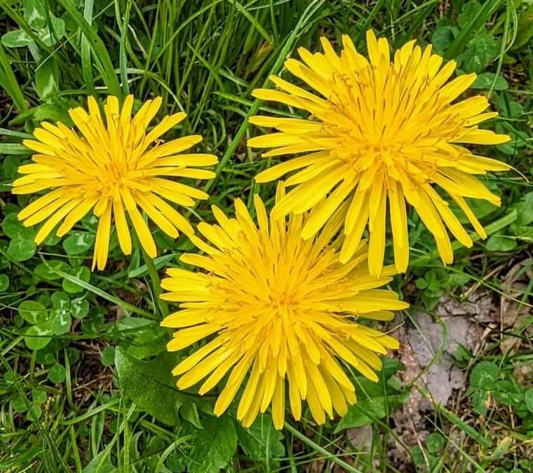Dandelions