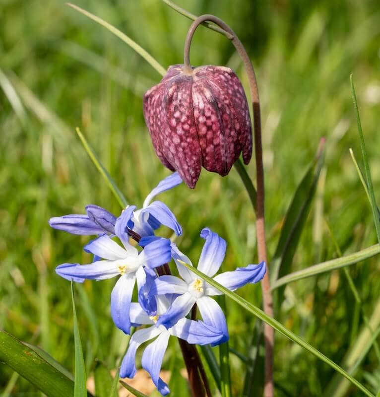 Fritillaria and Chionodoxa Flowering Together Fritillaria and Chionodoxa Flowering Together