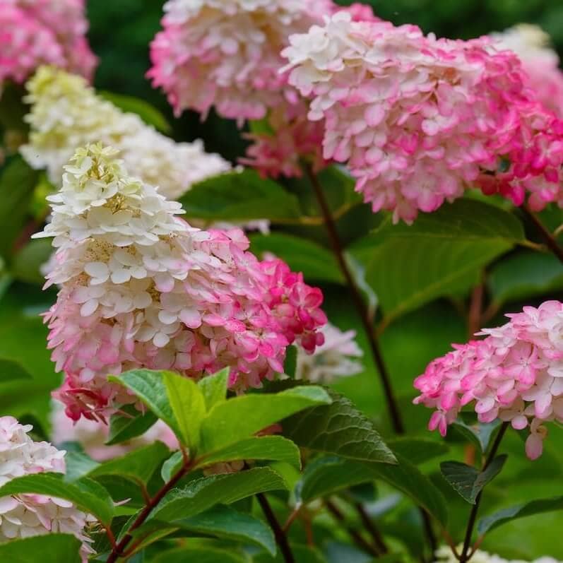 Hydrangea paniculata Vanille Fraise Flowering Cropped Hydrangea paniculata Vanille Fraise Flowering Cropped
