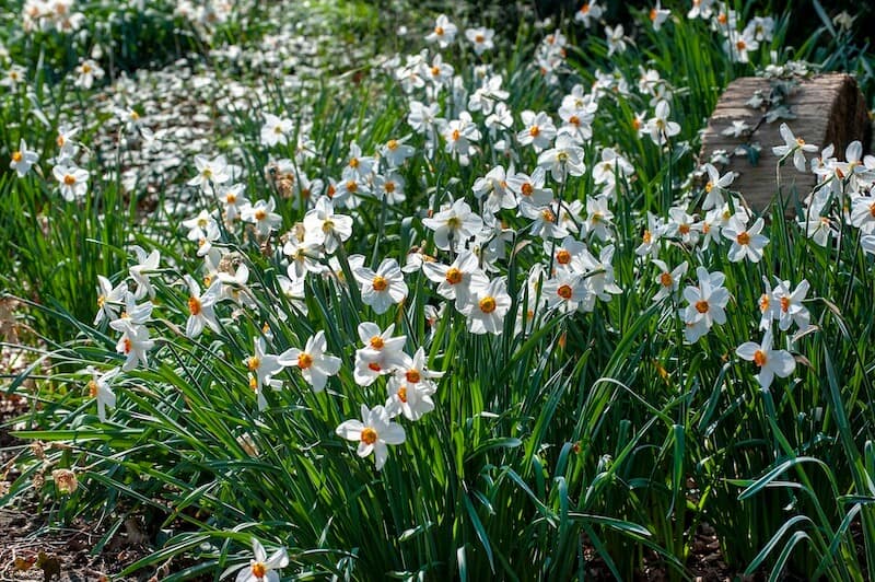 Narcissus poeticus Pheasant's Eye White Mass Planting Narcissus poeticus Pheasant's Eye White Mass Planting