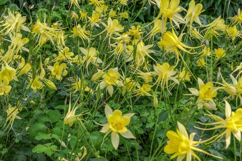Aquilegia Yellow Queen Yellow Flowers Aquilegia Yellow Queen Yellow Flowers