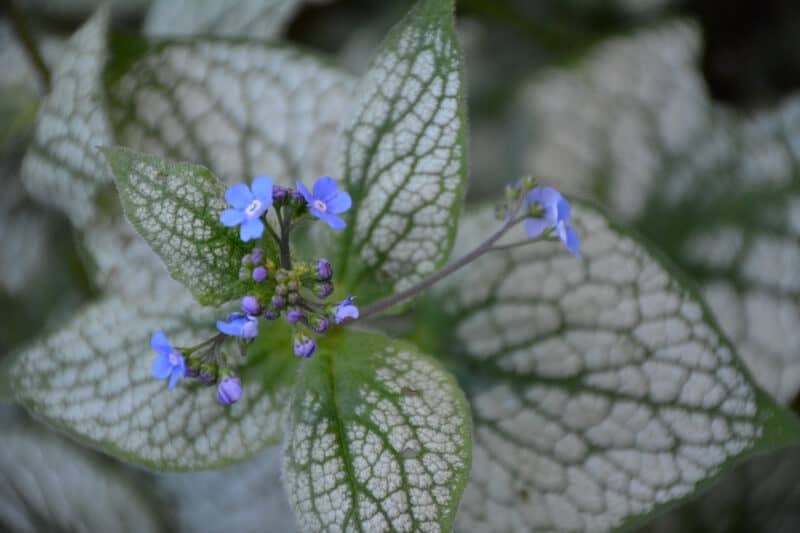 Brunnera Sea Heart Flowers Brunnera Sea Heart Flowers