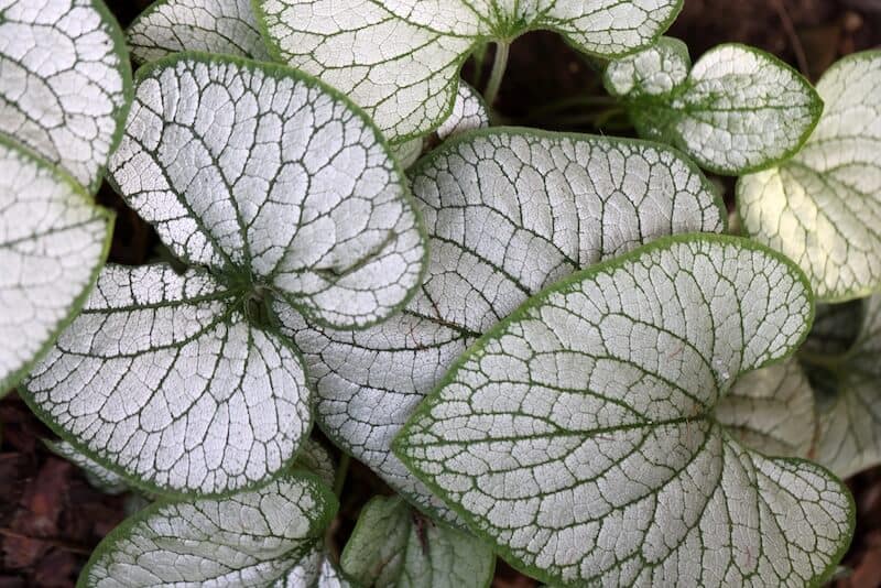 Brunnera Jack Frost Foliage Brunnera Jack Frost Foliage