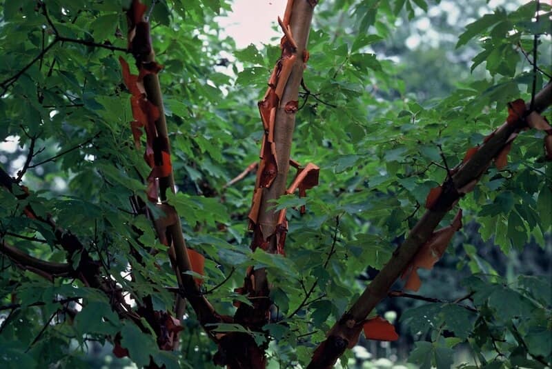 Acer griseum Paperbark Maple Peeling Bark
