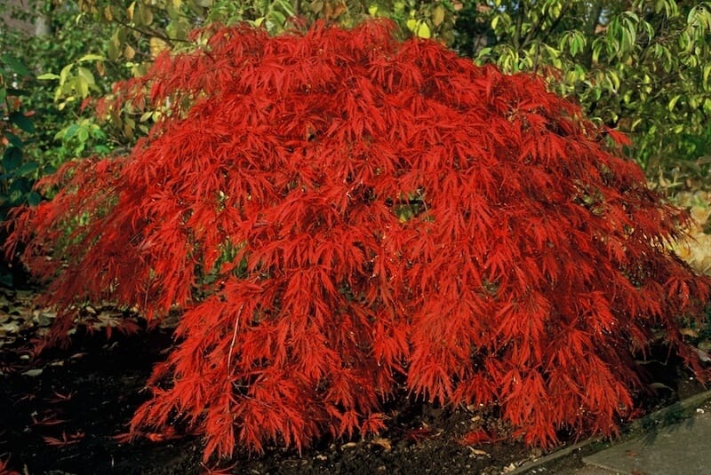 Acer palmatum Inaba Shidare Red Foliage Acer palmatum Inaba Shidare Red Foliage