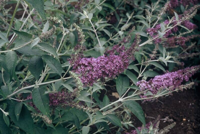 Buddleja Lochinch Flowers Buddleja Lochinch Flowers