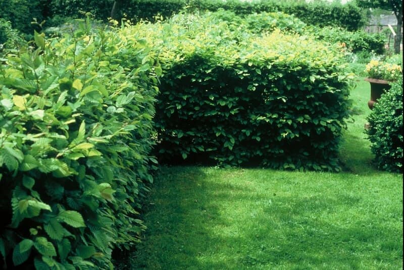 Carpinus betulus Hornbeam Hedge Carpinus betulus Hornbeam Hedge