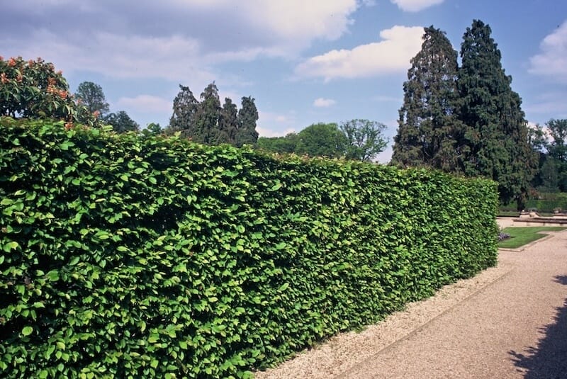 Carpinus betulus Hornbeam Hedging Carpinus betulus Hornbeam Hedging