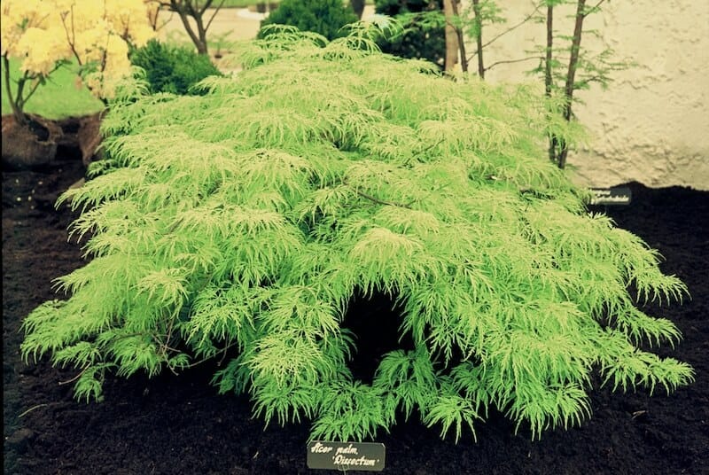 Acer palmatum Dissectum Graceful Structure Acer palmatum Dissectum Graceful Structure