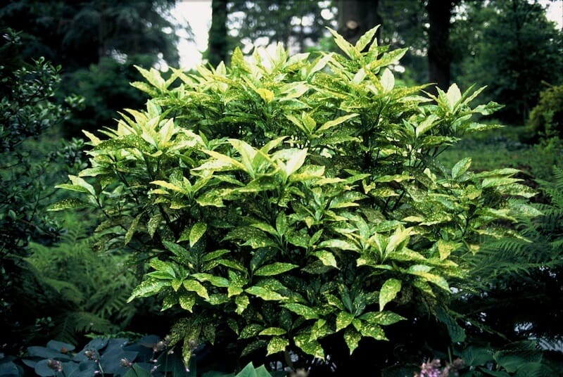 Aucuba japonica Crotonifolia Shrub