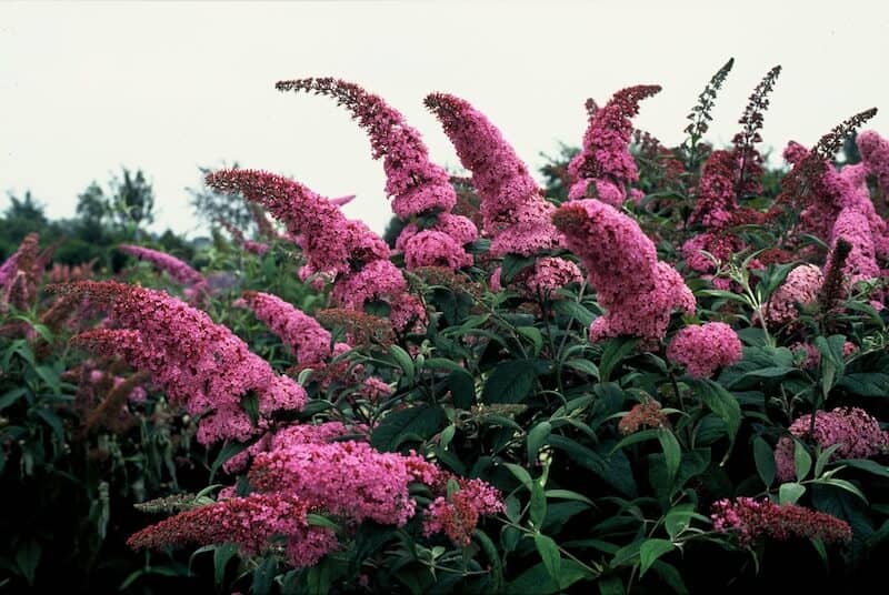 Buddleja davidii Pink Delight Mass of Flowers Buddleja davidii Pink Delight Mass of Flowers