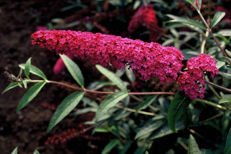 Buddleja Royal Red Flowering