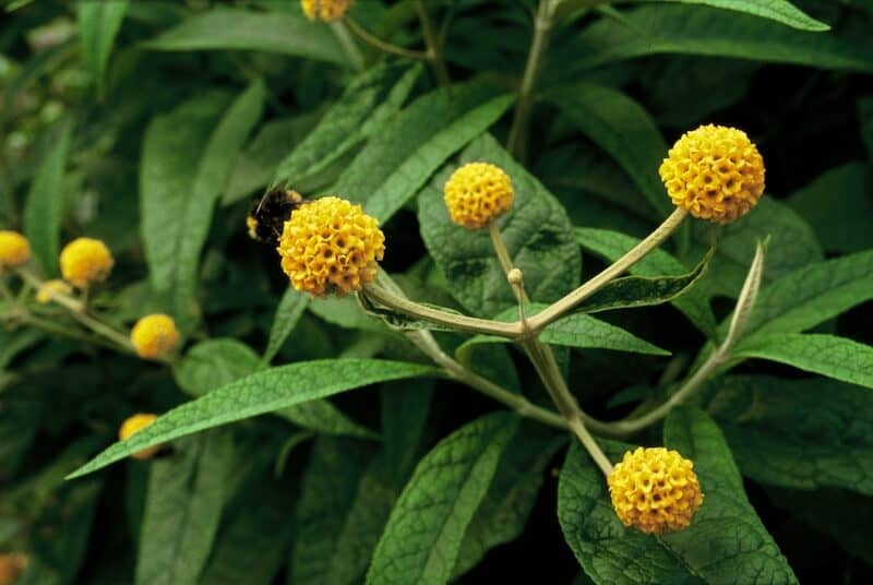 Buddleja globosa with Bee