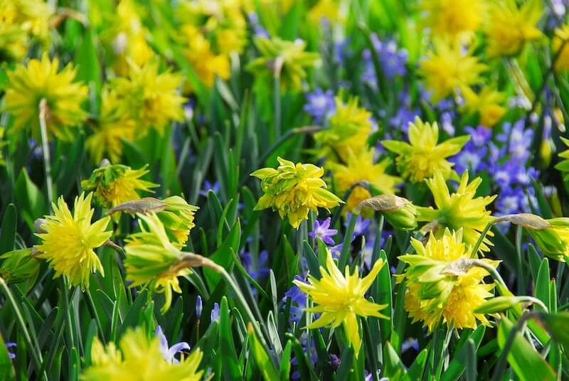 Narcissus Rip van Winkle Mass Planting Narcissus Rip van Winkle