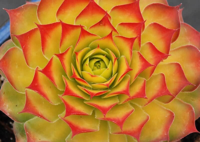 Sempervivum Gold Nugget Close Up Foliage Sempervivum Gold Nugget Close Up Foliage