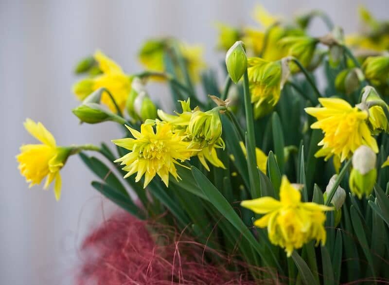 Narcissus Rip van Winkle Flowering in a Pot Narcissus Rip van Winkle
