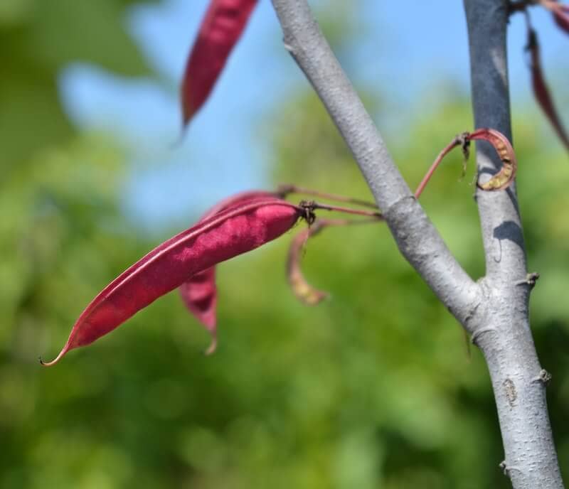 Cercis siliquastrum Seed Pods Cercis siliquastrum Seed Pods