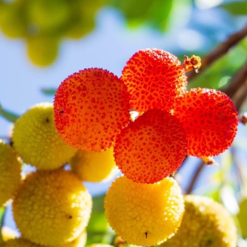 Arbutus unedo Fruit Close Up Cropped Arbutus unedo Fruit Close Up Cropped