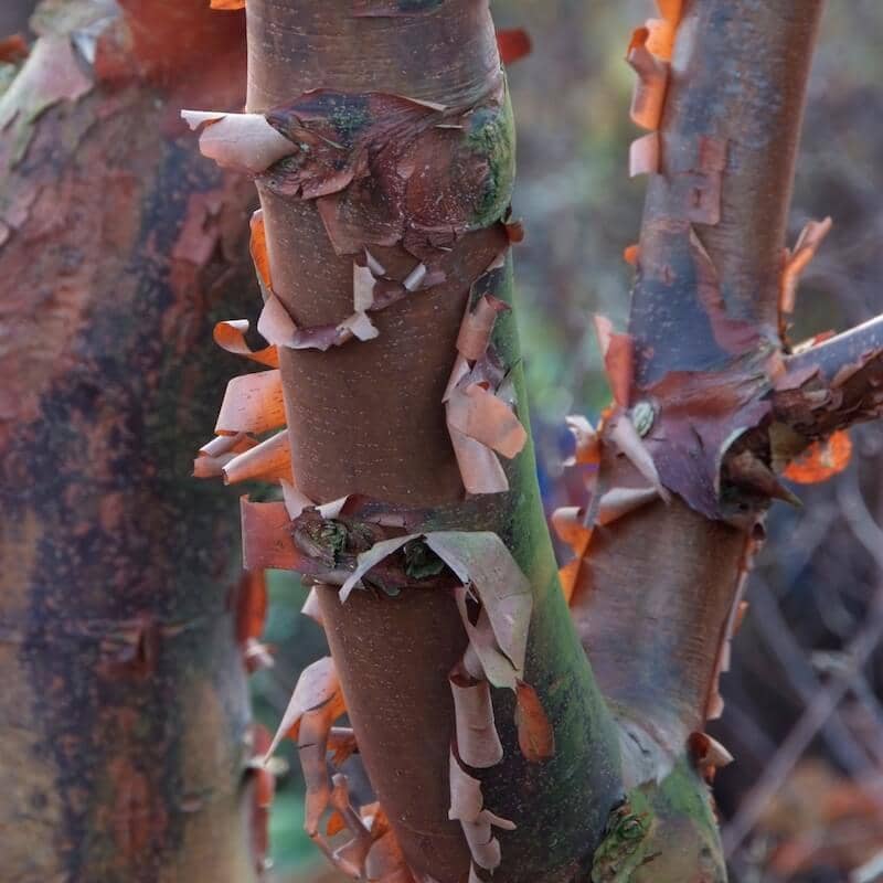 Acer griseum Paperbark Maple