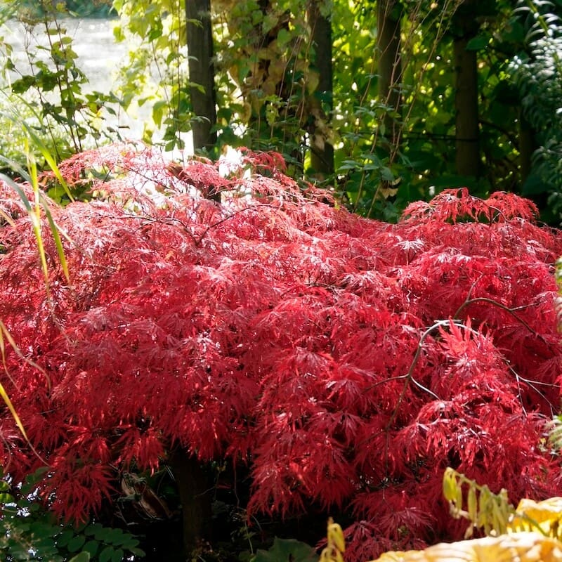 Acer palmatum Dissectum Garnet Bright Red Foliage Acer palmatum Dissectum Garnet Bright Red Foliage