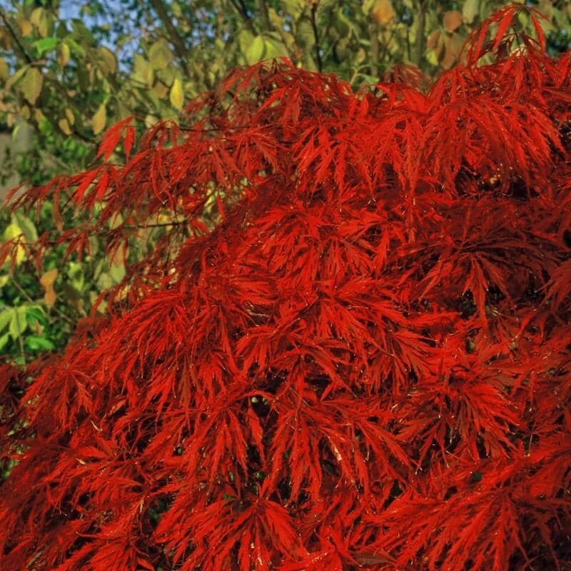 Acer palmatum Inaba Shidare Red Foliage Close Up Acer palmatum Inaba Shidare Red Foliage Close Up