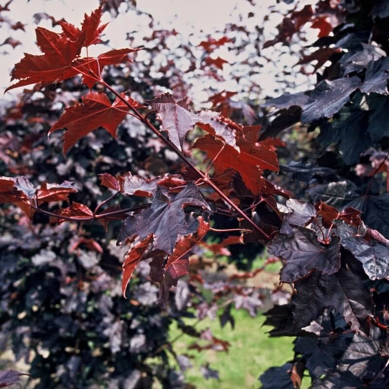 Acer platanoides Crimson King Purple Foliage Close Up