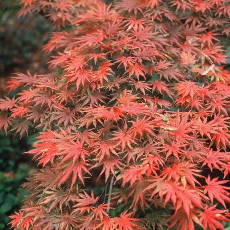 Acer shirasawanum Palmatifolium Autumn Colour