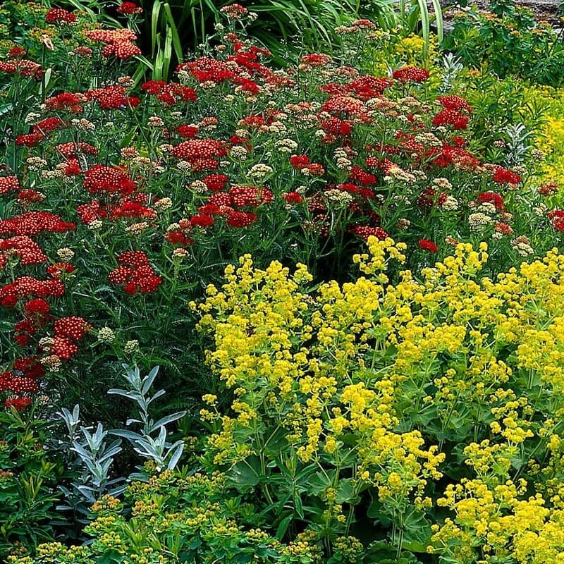Achillea Paprika Flowering in a Border Achillea Paprika Flowering in a Border