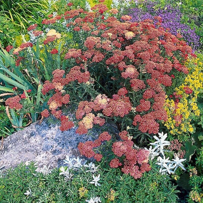 Achillea Paprika Flowering Achillea Paprika Flowering